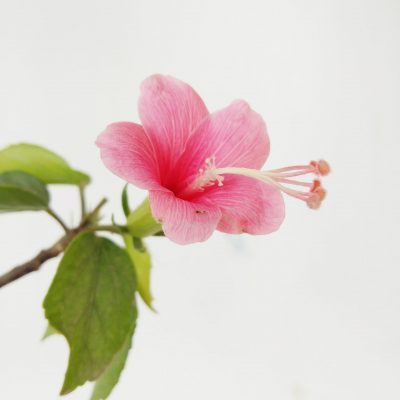 avinash-kumar-zH8irKfEoss-unsplash